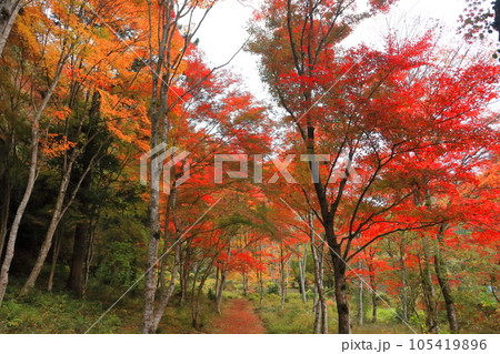 紅葉の路 紅葉の路 105419896