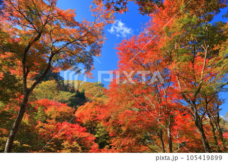 久万高原町 紅葉と雲 久万高原町 紅葉と雲 105419899