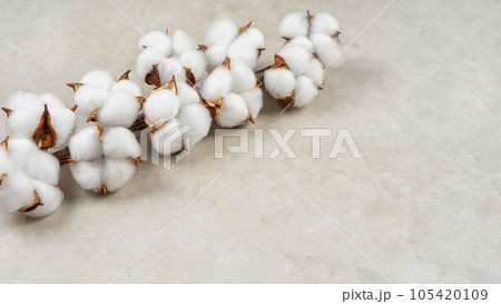 Dry cotton branch with fluffy flowers on light beige concrete textured background Dry cotton branch with fluffy flowers on light beige concrete textured background 105420109