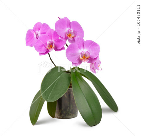 Beautiful tropical purple phalaenopsis, orchid flower in pot isolated on white background Beautiful tropical purple phalaenopsis, orchid flower in pot isolated on white background 105420111