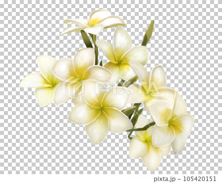 盛開的雞蛋花 105420151