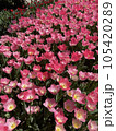 Tulips blooming in the garden. Spring season 105420289