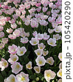 Tulips blooming in the garden. Spring season 105420290