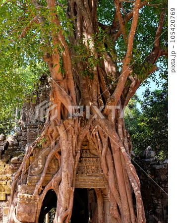 Picturesque roots entwine the passage to the ancient Khmer temple of Ta Som. 105420769