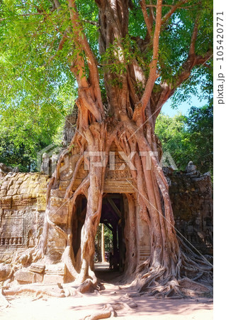 High-resolution photograph capturing the scene of scenic roots wrapping around the entrance to the age-old Khmer temple of Ta Som. 105420771