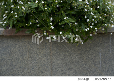 Flowering of white small flowers in a flower bed. Calm spring-summer nature close-up over a stone wall with space to copy. High quality photo 105420977