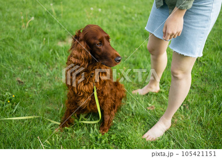 Irish Setter puppy dog during obedience training outdoors, dog training school 105421151