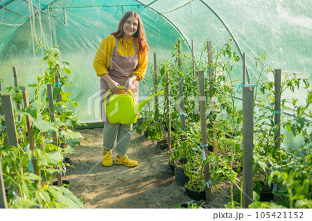 Gardener waters the plants in the greenhouse with a watering can. Female working with plants as hobby or leisure occupation. Taking care of home garden concept 105421152