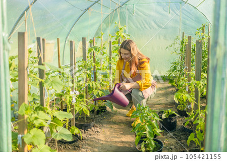 Gardener waters the plants in the greenhouse with a watering can. Female working with plants as hobby or leisure occupation. Taking care of home garden concept 105421155
