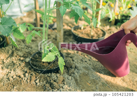 Gardener waters the plants in the greenhouse with a watering can. Female working with plants as hobby or leisure occupation. Taking care of home garden concept Gardener waters the plants in the greenhouse with a watering can. Female working with plants as hobby or leisure occupation. Taking care of home garden concept 105421203