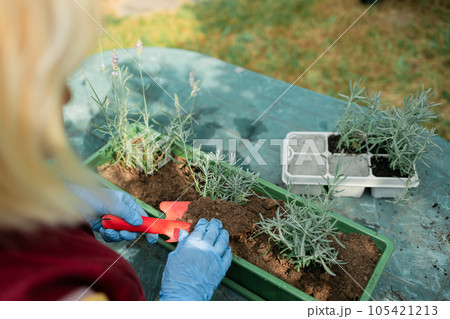 Happy 50s senior farmer woman watering flowers from a watering can, transplants lavender plant into plastic pot outdoors. Gardening, greenery concept. 105421213
