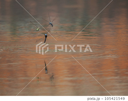 シオカラトンボの打水産卵 シオカラトンボの打水産卵 105421549