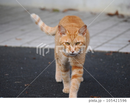 何かを見つめる猫 105421596
