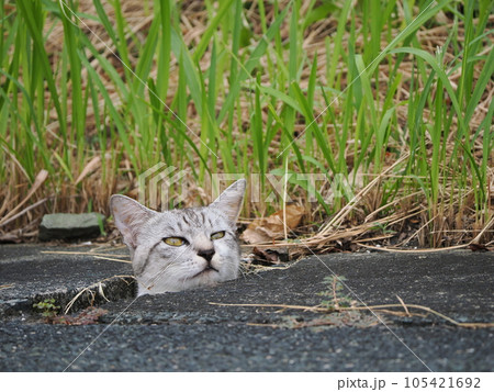 道路にいた野良猫の子猫 道路にいた野良猫の子猫 105421692