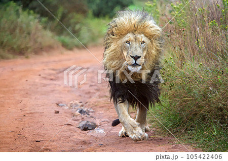 lion mating couple laying in the grass lion mating couple laying in the grass 105422406