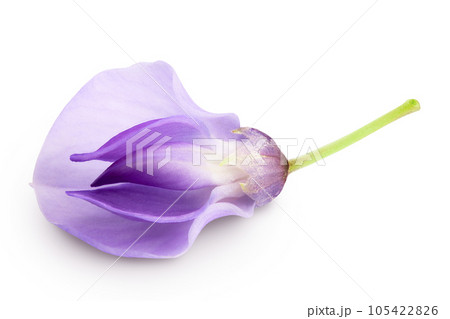 Wisteria flowers isolated on white background with full depth of field 105422826