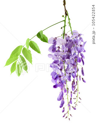Wisteria flowers isolated on white background with full depth of field 105422854
