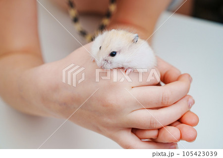 a small white with a red hamster in children's hands. 105423039