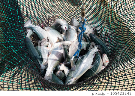 Lots of trout. 105423245