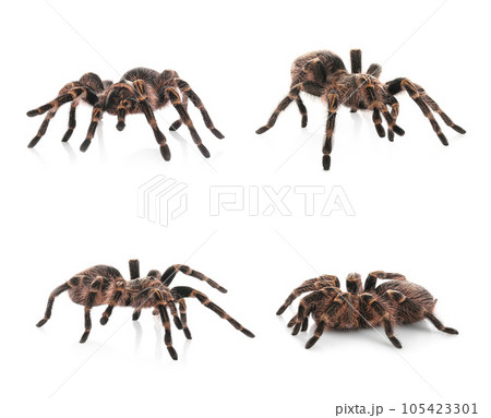 Collage of striped knee tarantula (Aphonopelma seemanni) on white background 105423301