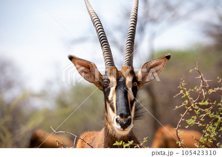 Sable antelope at kruger national park 105423310