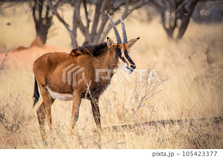 Sable antelope at kruger national park 105423377
