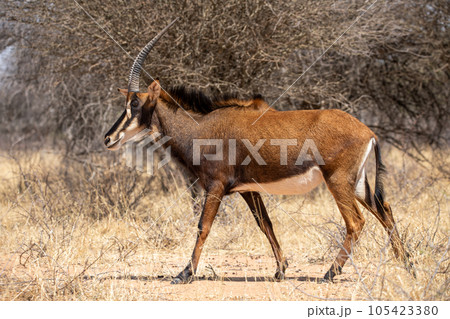 Sable antelope at kruger national park 105423380