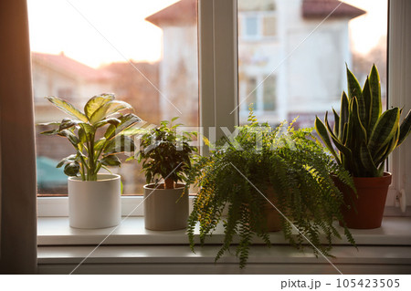 Different potted plants on window sill at home Different potted plants on window sill at home 105423505