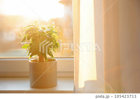 Potted Ficus benjamina plant on window sill at home. Space for text 105423713