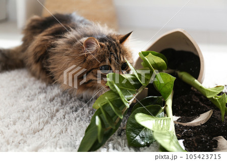 Cat near overturned houseplant on light carpet at home Cat near overturned houseplant on light carpet at home 105423715