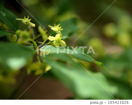 5月に咲いた錦木（ニシキギ）の緑色の花 105423826