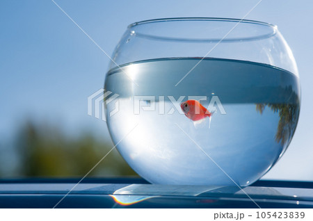 A goldfish swims in a round aquarium against a blue sky and green trees. 105423839