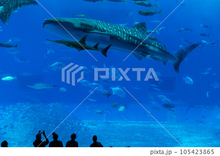 美ら海水族館 ジンベイザメ 美ら海水族館 ジンベイザメ 105423865