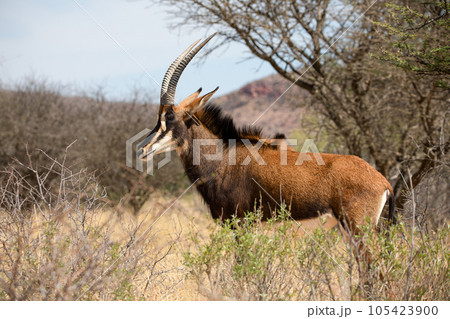 Sable antelope at kruger national park 105423900