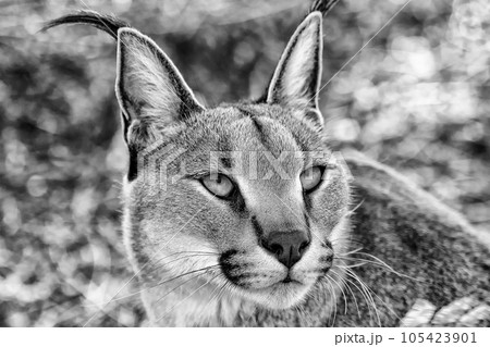 portrait of a beautiful caracal portrait of a beautiful caracal 105423901