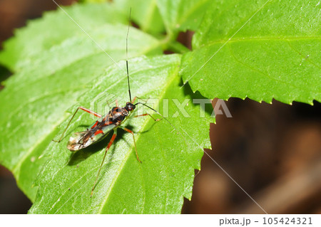 アカアシカスミカメ アカアシカスミカメ 105424321