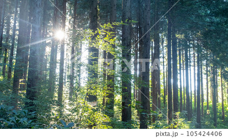 神秘的な杉林 105424406