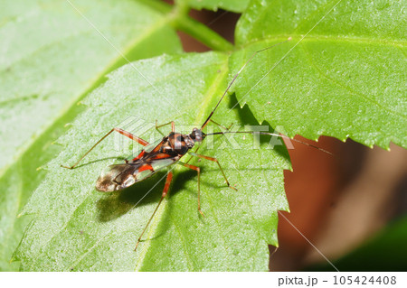 アカアシカスミカメ 105424408