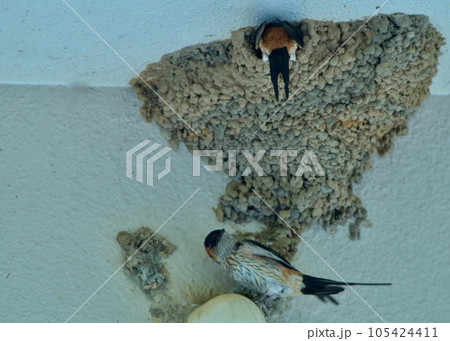 抱卵を交代するコシアカツバメのカップル。 抱卵を交代するコシアカツバメのカップル。 105424411