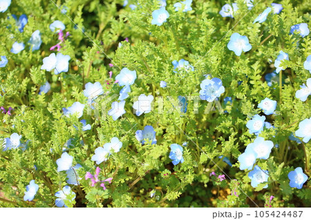 ネモフィラの花 ネモフィラの花 105424487
