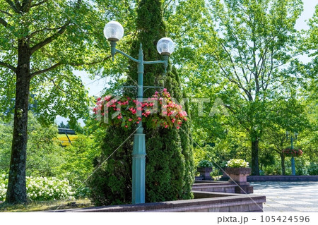 満開のピンクのベゴニアのデコレーション情景 満開のピンクのベゴニアのデコレーション情景 105424596