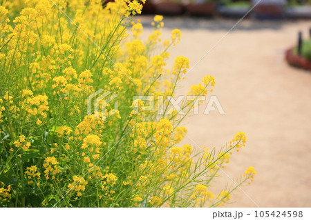 菜の花 105424598