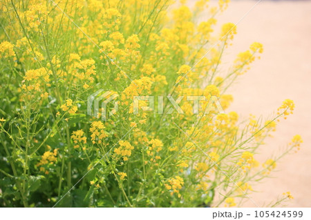 菜の花 105424599