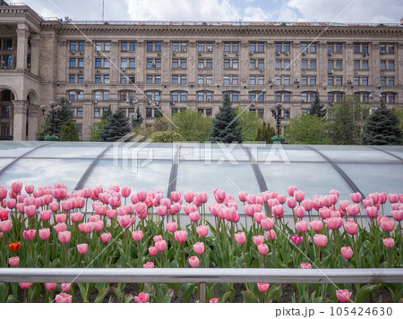 【ウクライナ】首都キーウの中心地「独立広場」のピンク色のチューリップ畑と中央郵便局の歴史的外観 105424630