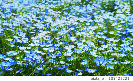 2023年撮影のネモフィラ・インシグニズブルーの花の風景(都立舎人公園・東京都足立区) 2023年撮影のネモフィラ・インシグニズブルーの花の風景(都立舎人公園・東京都足立区) 105425221