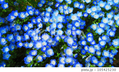 2023年撮影のネモフィラ・インシグニズブルーの花の風景(都立舎人公園・東京都足立区) 2023年撮影のネモフィラ・インシグニズブルーの花の風景(都立舎人公園・東京都足立区) 105425230