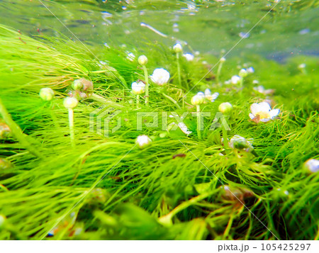 水面下の梅花藻3 105425297