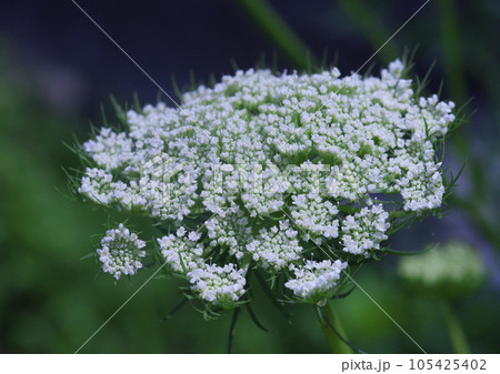 ニンジンの花 105425402