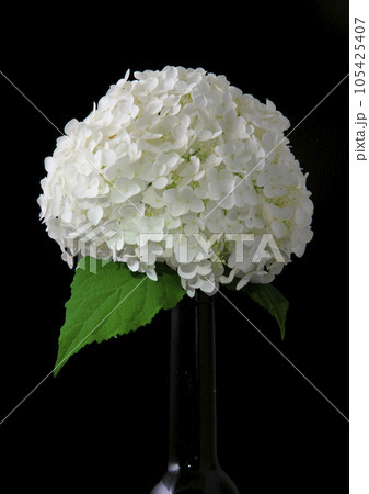 花瓶に生けたアジサイ 105425407