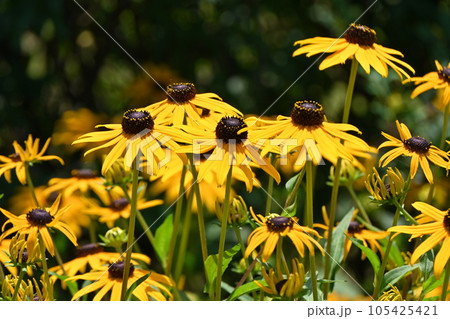 ルドベキアの花 105425421